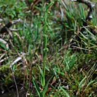 Habenaria acuminata (Thwaites) Trimen